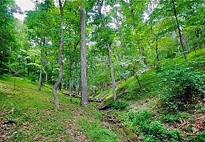 Green Woods in Kentucky Green Woods in Kentucky
