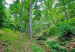 Green Woods in Kentucky