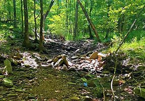 Stream in Woods Kentucky Stream in Woods Kentucky